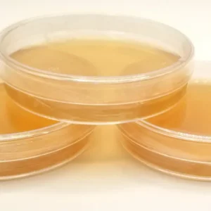 Sorghum Yeast Agar 60mm Single Plate (1.5% rich nutrient petri dish)