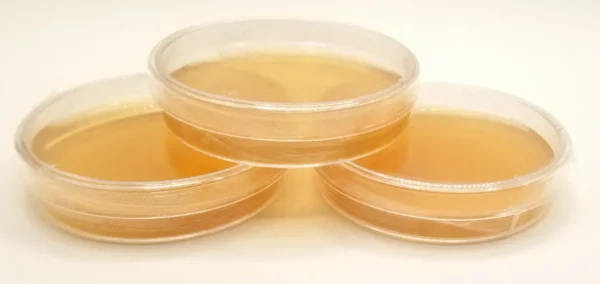 Sorghum Yeast Agar 60mm Single Plate (1.5% rich nutrient petri dish)