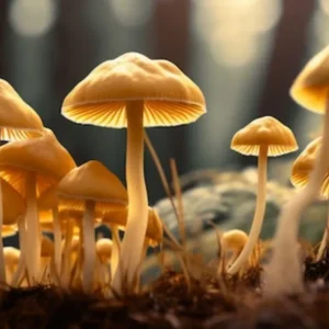 Psilocybe Azurescens (Flying Saucers)