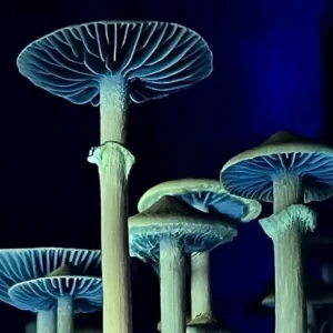 Psilocybe Stuntzii (Blue Ringers)