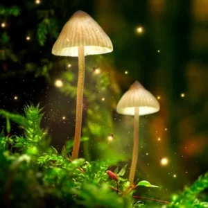 Psilocybe Semilanceata (Liberty Caps)