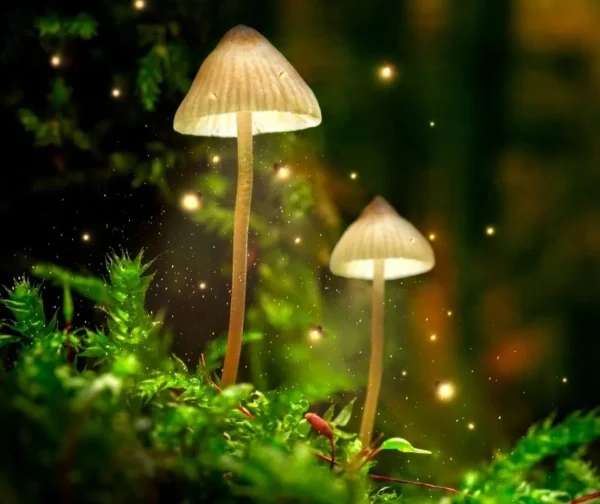 Psilocybe Semilanceata (Liberty Caps)