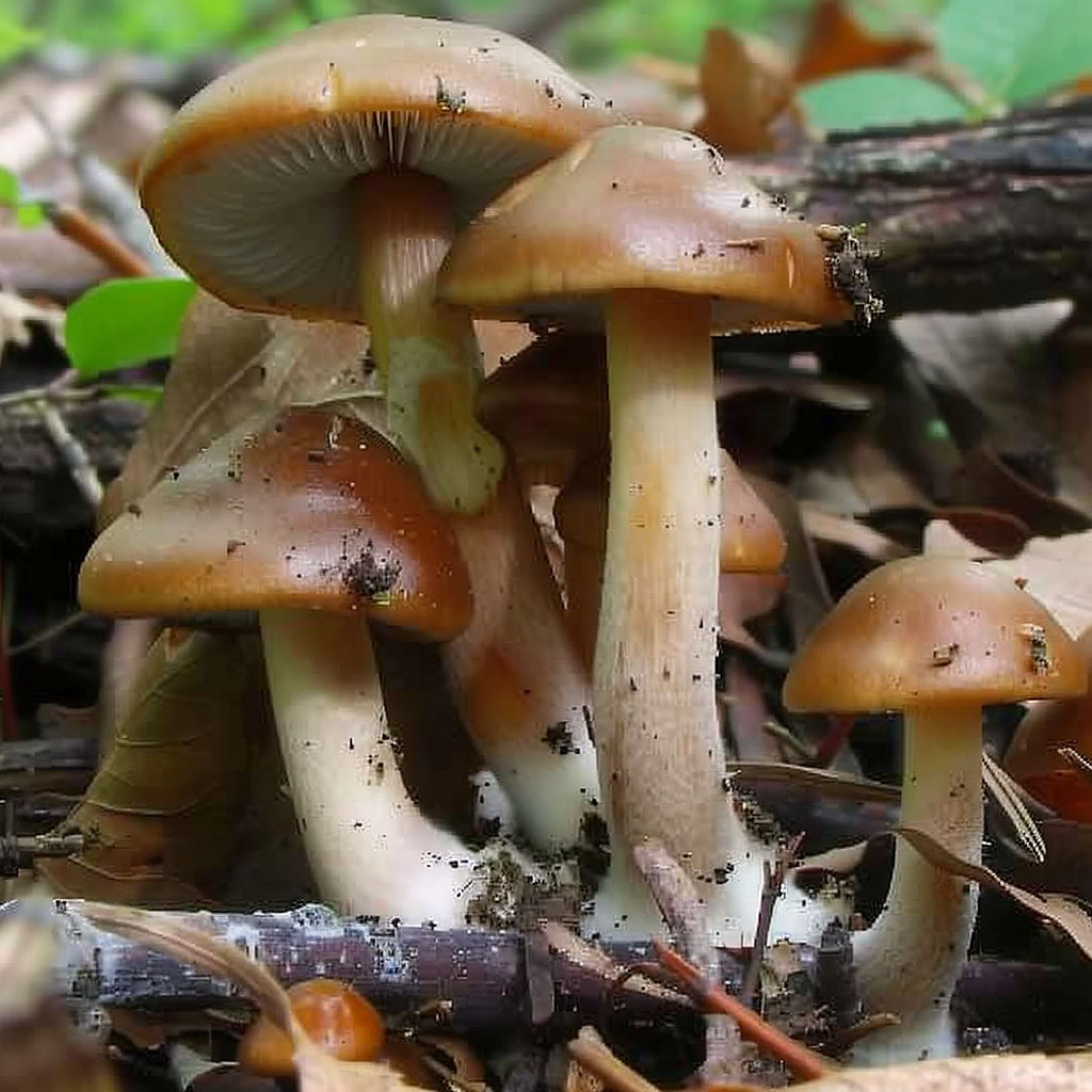 Ovoids (Ovoideocystidiata cybe) Research Syringe