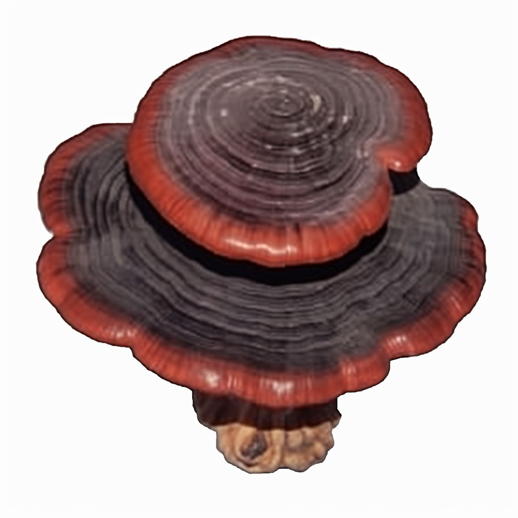 Reishi Liquid Culture