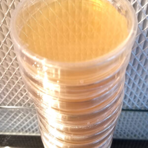 Sorghum Yeast Agar 60mm Plates (10 pack)