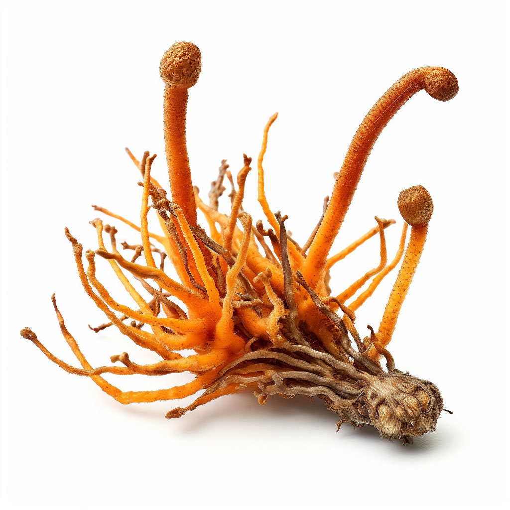 Cordyceps Liquid Culture